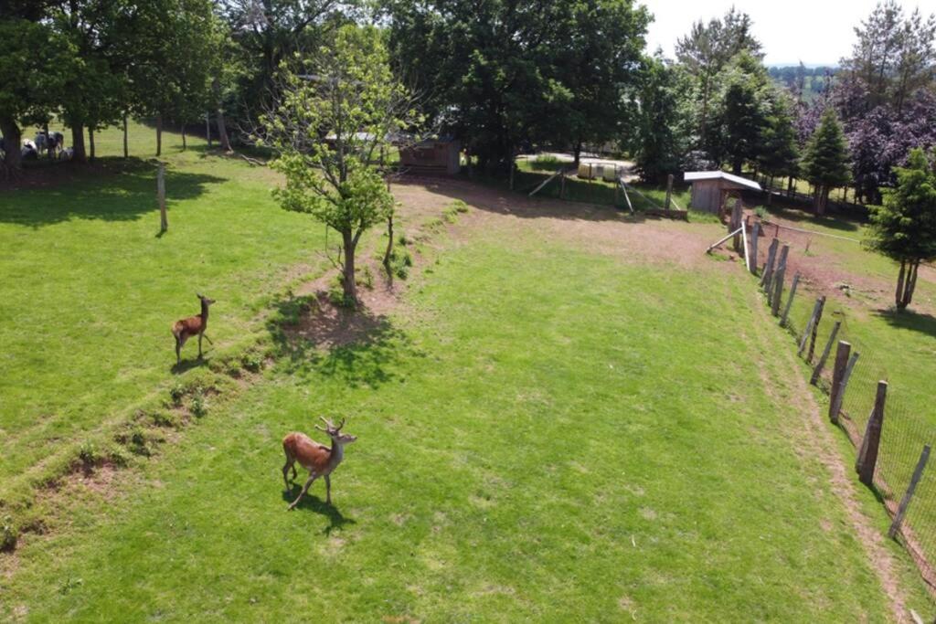 Le Grand Cerf 25 Pers, Malmedy- Chalet Rustique, Jardin Εξωτερικό φωτογραφία